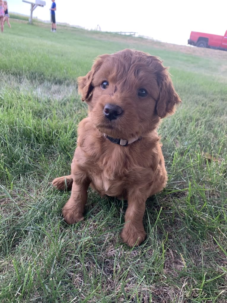 Gray Collar, a Goldendoodle tested with EmbarkVet.com