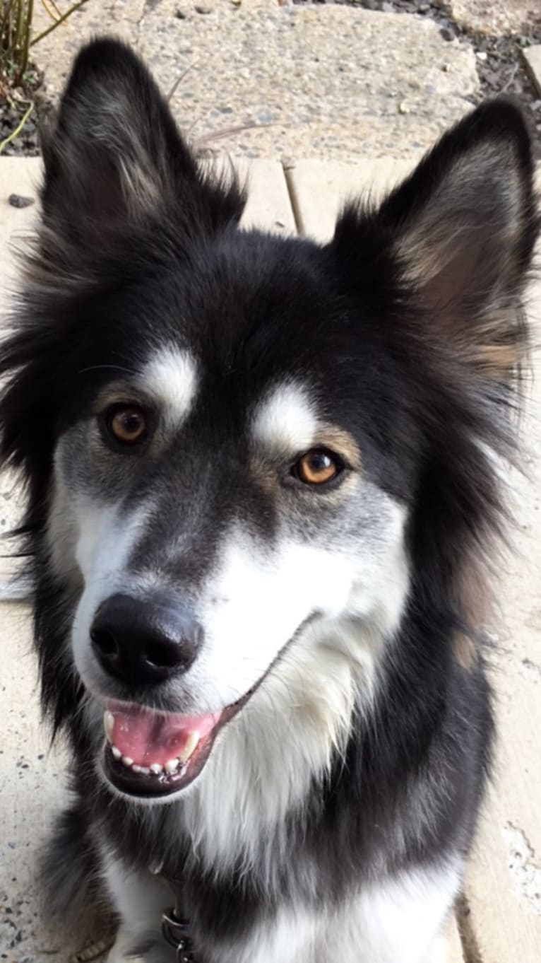 Klaus, a Siberian Husky and Border Collie mix tested with EmbarkVet.com