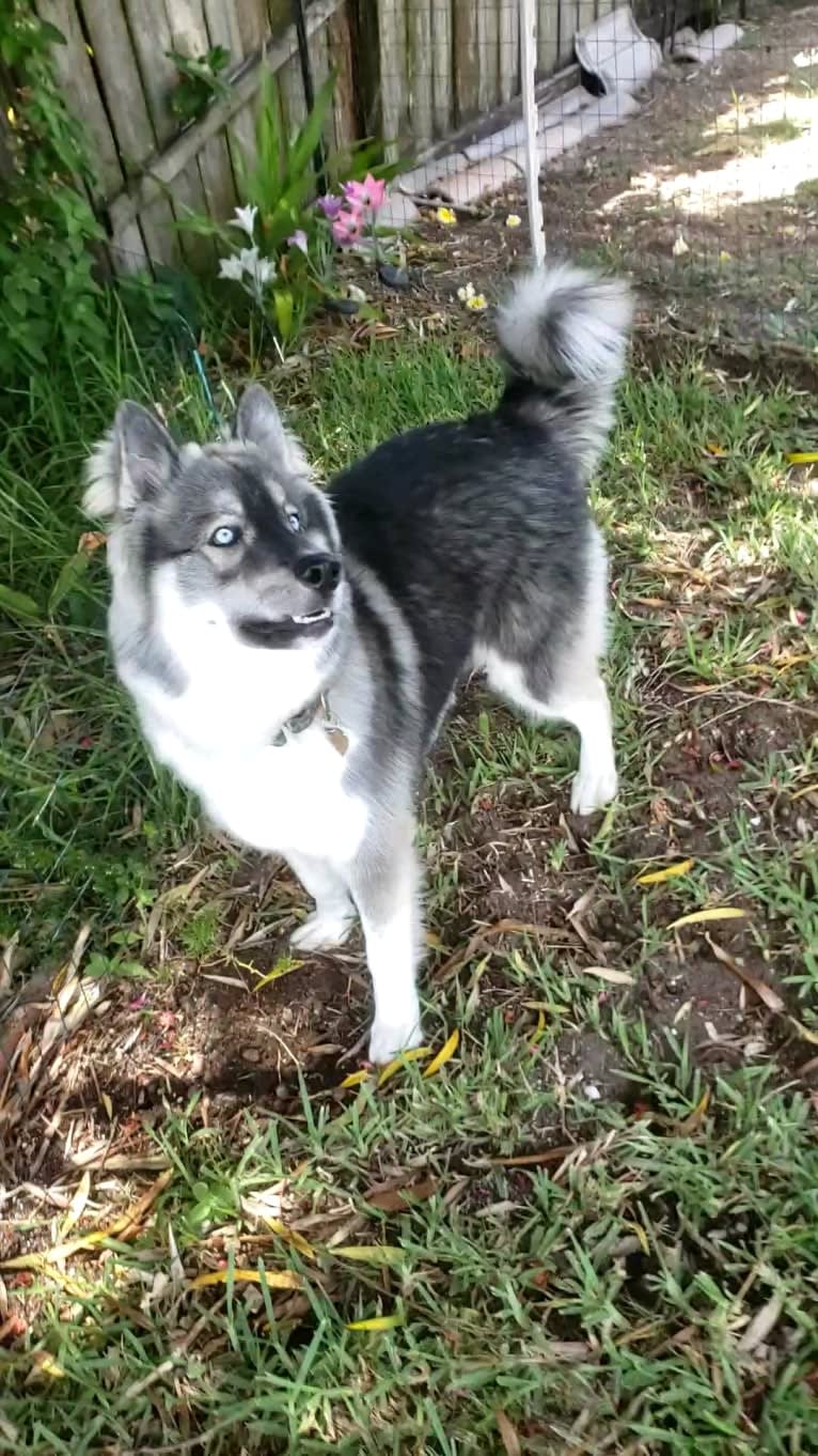 KYLO, a Siberian Husky tested with EmbarkVet.com