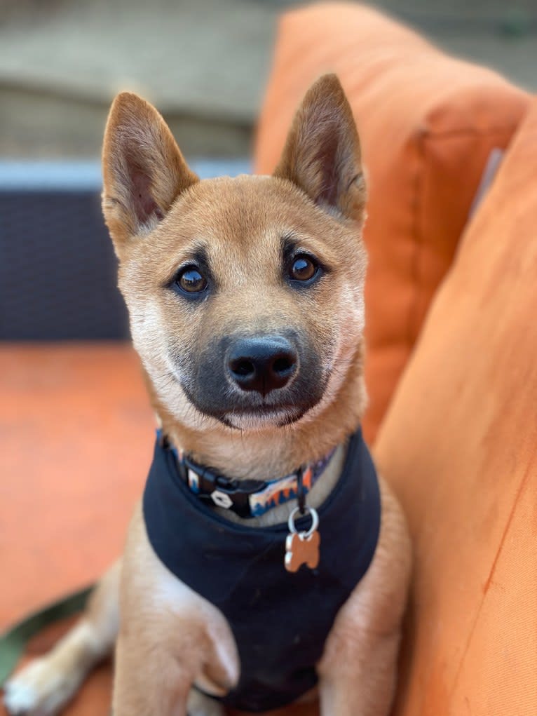 Kobe, a Shiba Inu tested with EmbarkVet.com