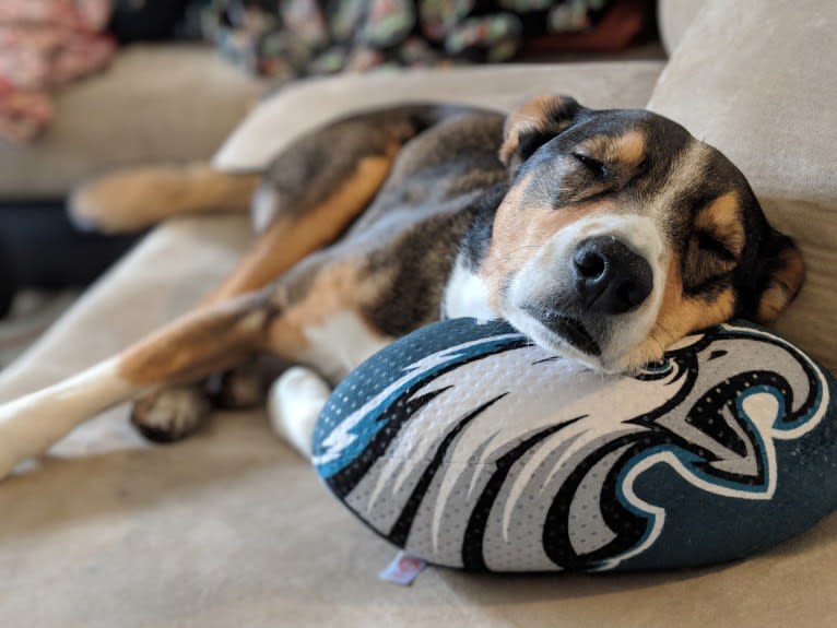 Titan, an American Pit Bull Terrier and Australian Cattle Dog mix tested with EmbarkVet.com