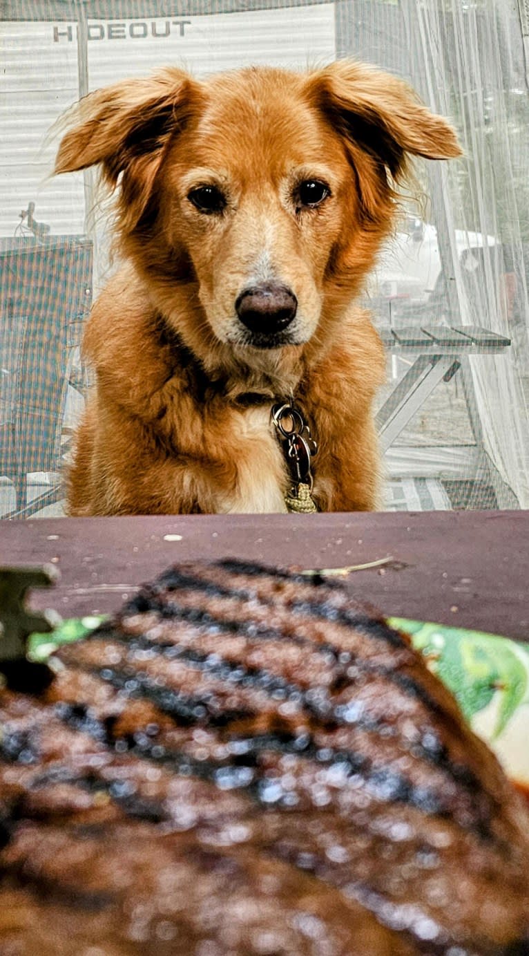 Roxy, a Chow Chow and American Pit Bull Terrier mix tested with EmbarkVet.com
