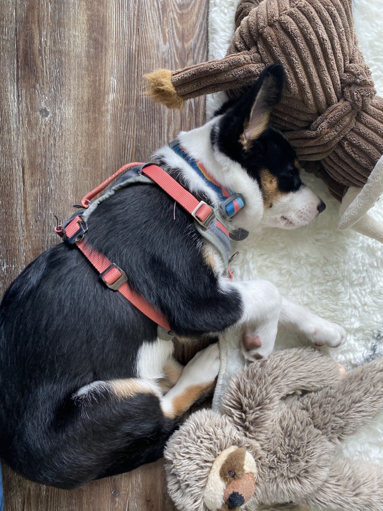 Summer, an Australian Shepherd and Border Collie mix tested with EmbarkVet.com