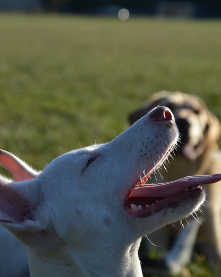 Shakira, an American Village Dog tested with EmbarkVet.com