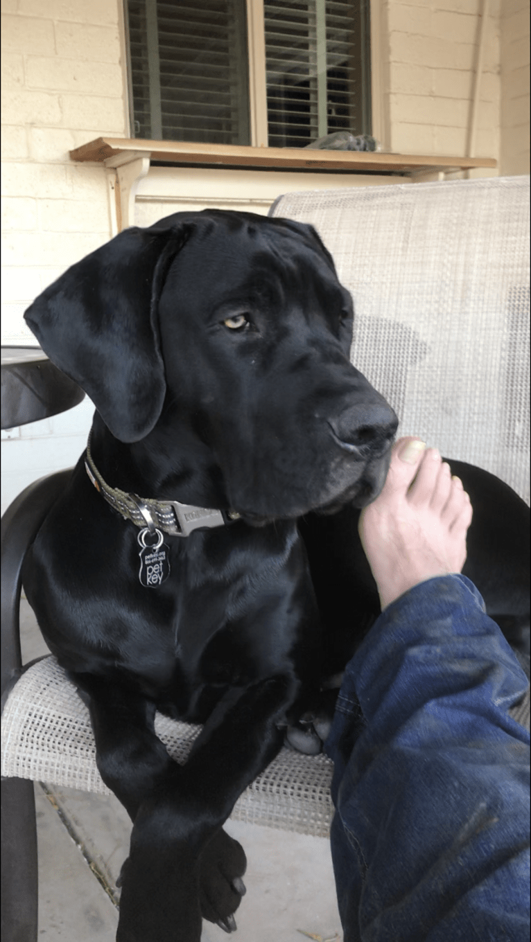 Elwray, a Labrador Retriever and Mastiff mix tested with EmbarkVet.com