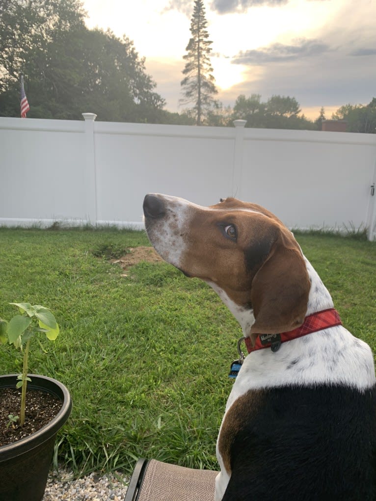 Luca, a Treeing Walker Coonhound tested with EmbarkVet.com