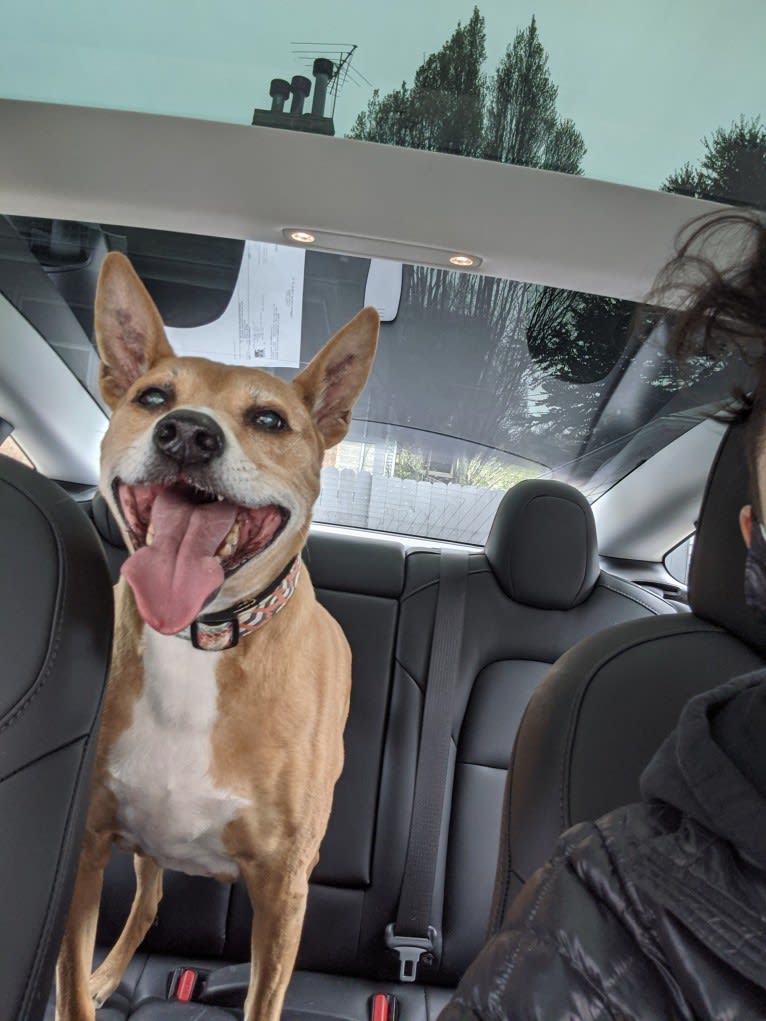 Hanzo, a Basenji and American Pit Bull Terrier mix tested with EmbarkVet.com