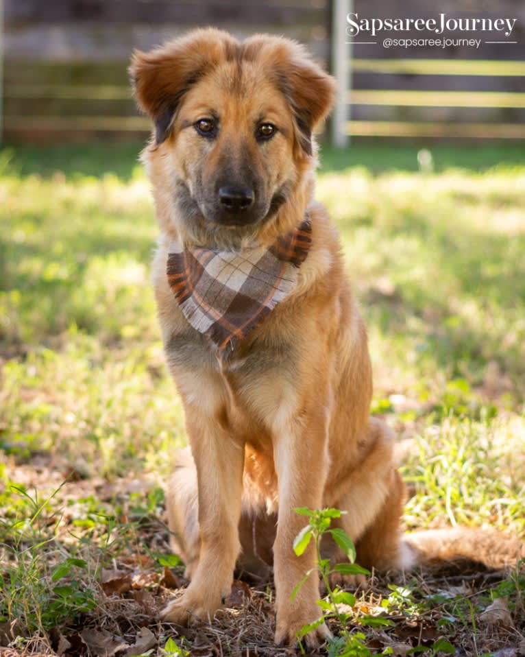 Journey, a Chinese Village Dog tested with EmbarkVet.com