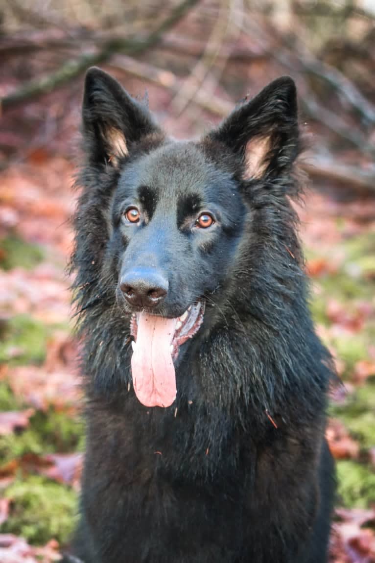 Blackfrost Noctis Fenris Fangs, a German Shepherd Dog tested with EmbarkVet.com