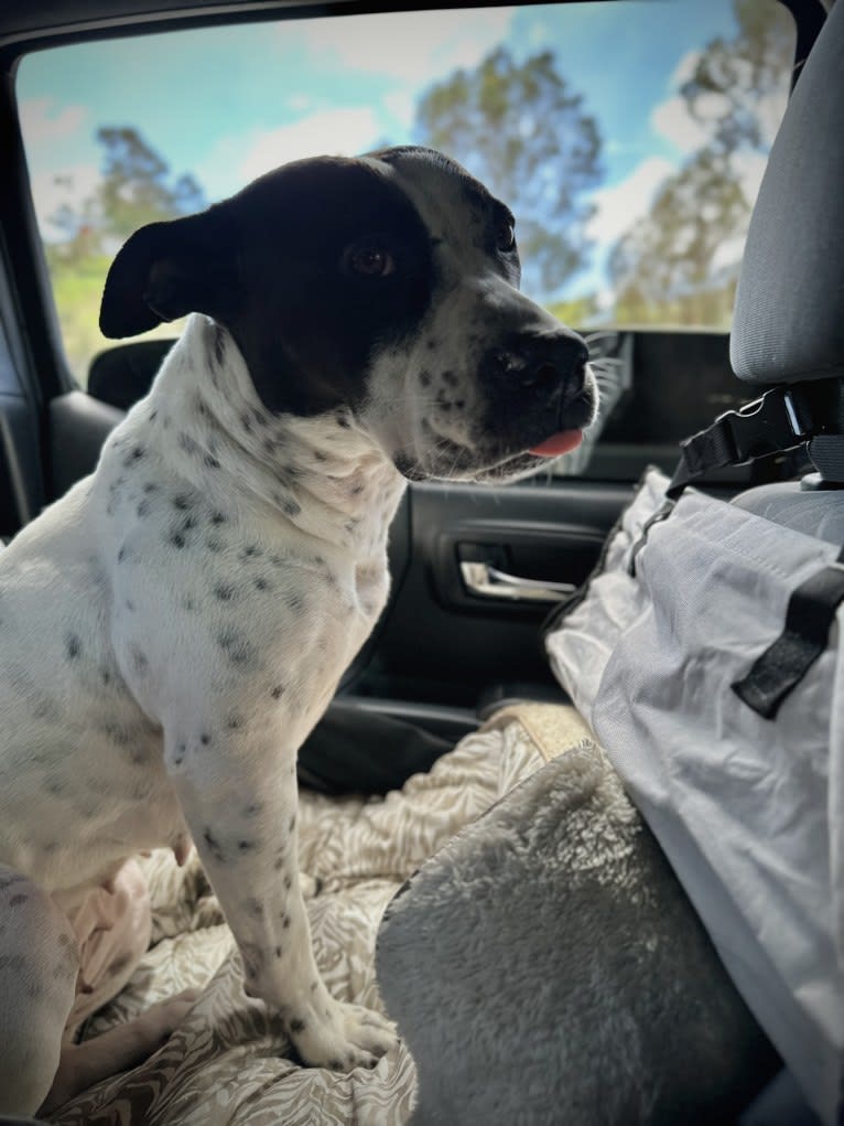 Rita, an American Bully and American Pit Bull Terrier mix tested with EmbarkVet.com