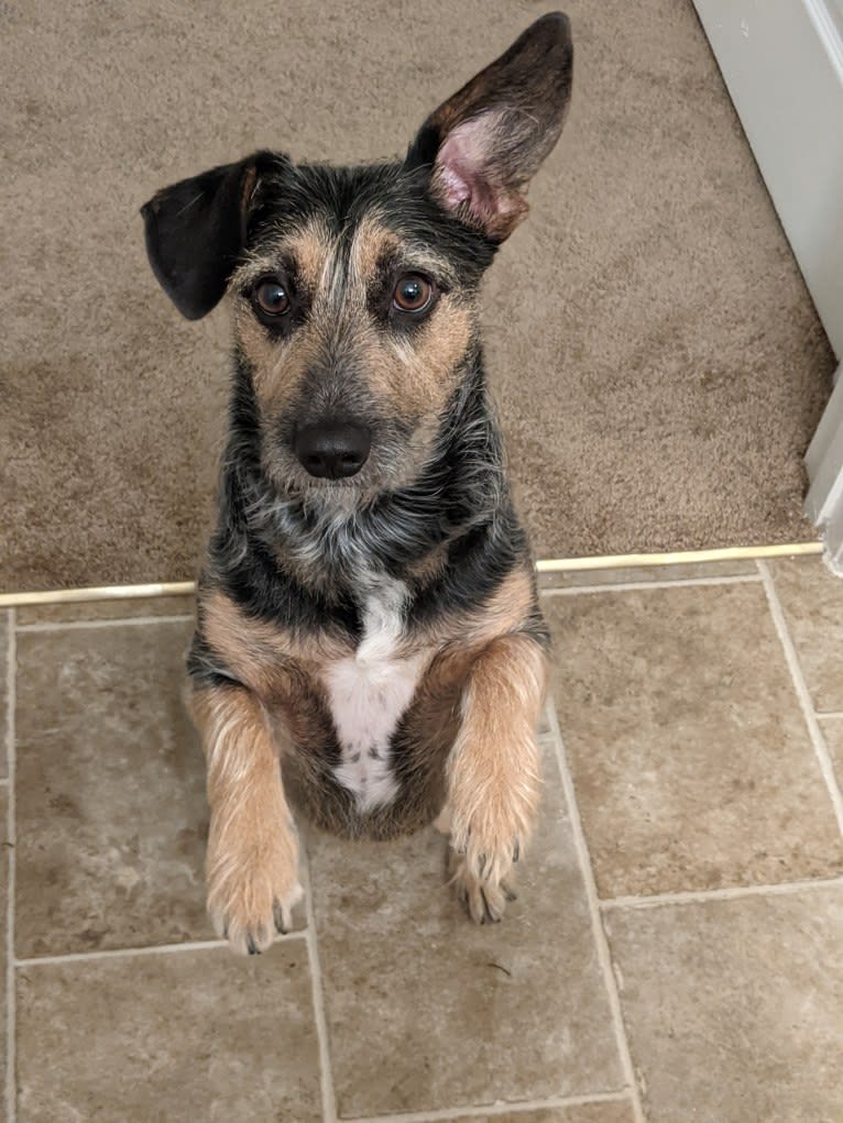 Toby, an Australian Cattle Dog and Dachshund mix tested with EmbarkVet.com