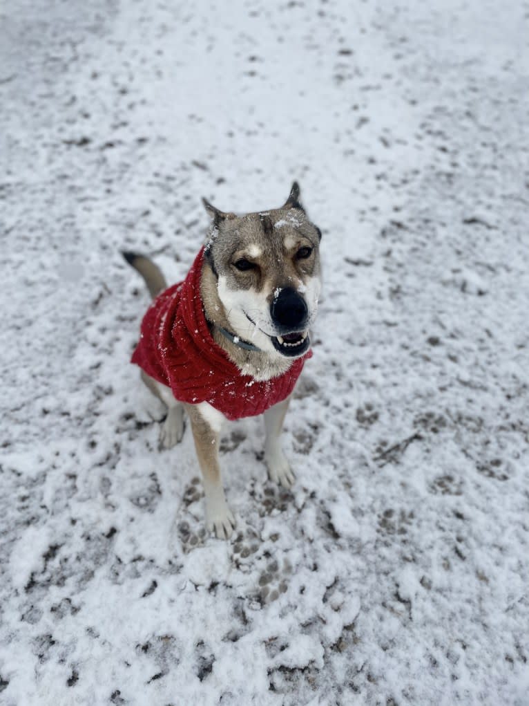 Kaeko, a Siberian Husky and Chow Chow mix tested with EmbarkVet.com