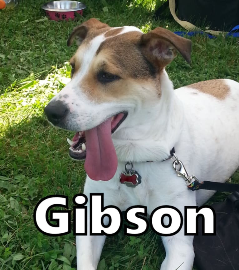 Gibson, a Labrador Retriever and Australian Cattle Dog mix tested with EmbarkVet.com