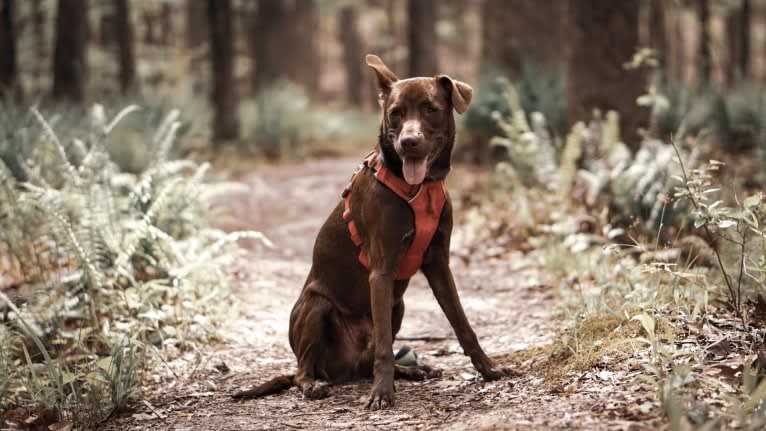 Ollie, an American Pit Bull Terrier and Beagle mix tested with EmbarkVet.com