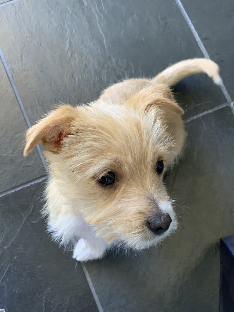 Latte, a Poodle (Small) and Shih Tzu mix tested with EmbarkVet.com