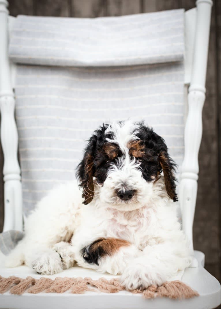 Utah, a Poodle (Standard) tested with EmbarkVet.com