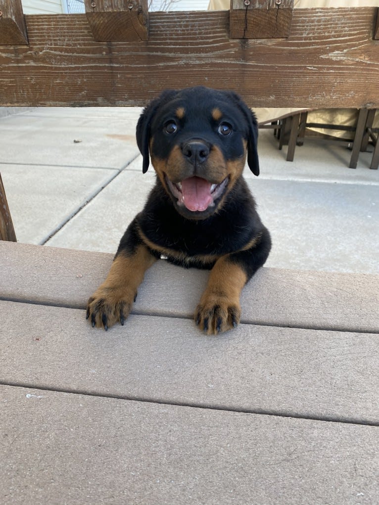 Lochavens Oakley, a Rottweiler tested with EmbarkVet.com