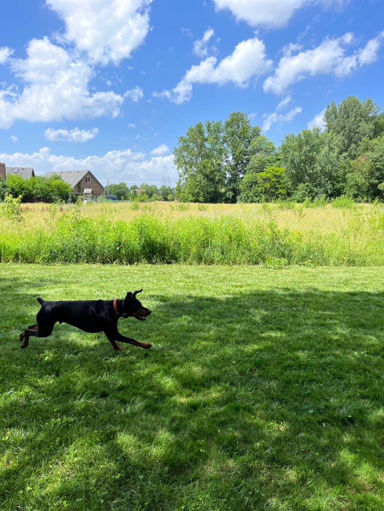 Arlo, a Doberman Pinscher tested with EmbarkVet.com