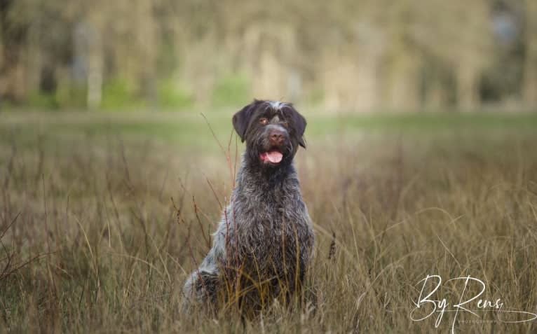 Spyro du Ghandi Bleu, a Wirehaired Pointing Griffon (7.0% unresolved) tested with EmbarkVet.com