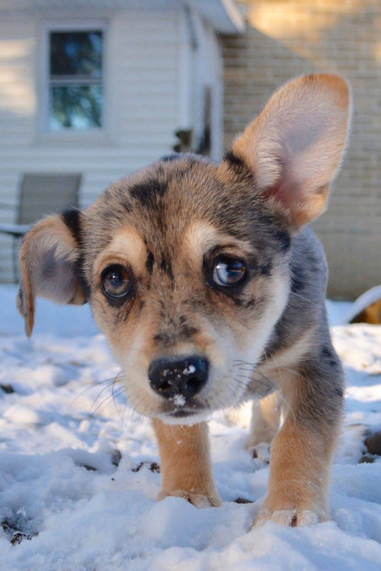 Kira, a Russell-type Terrier and German Shepherd Dog mix tested with EmbarkVet.com