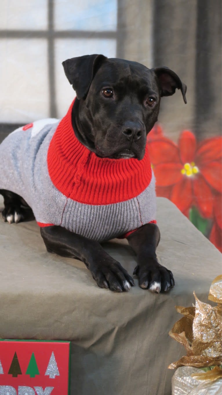 Sonny, an American Pit Bull Terrier and Boxer mix tested with EmbarkVet.com