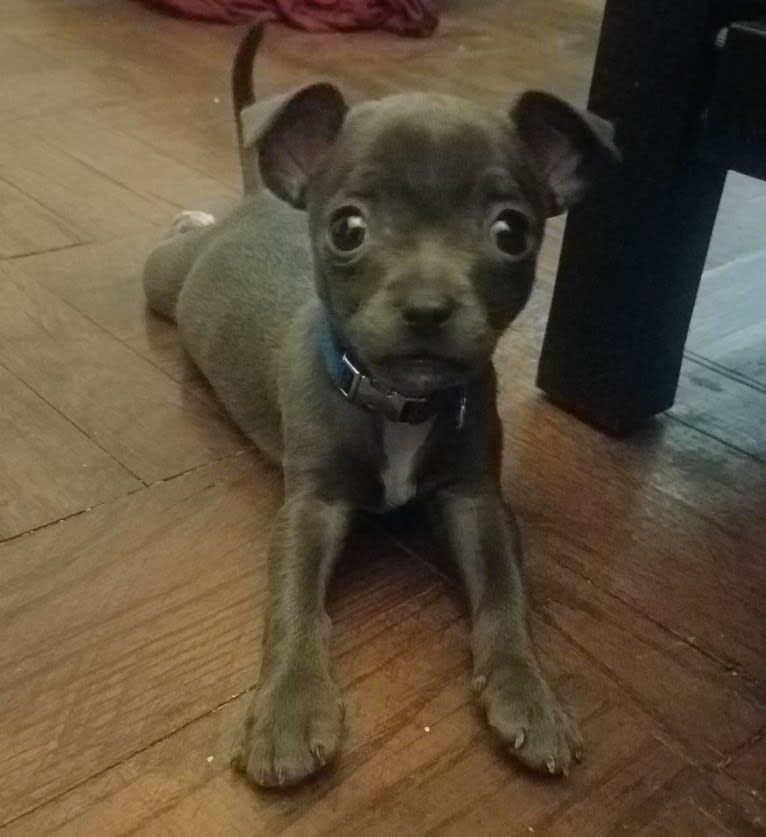 Barry, a Chihuahua and Poodle (Small) mix tested with EmbarkVet.com