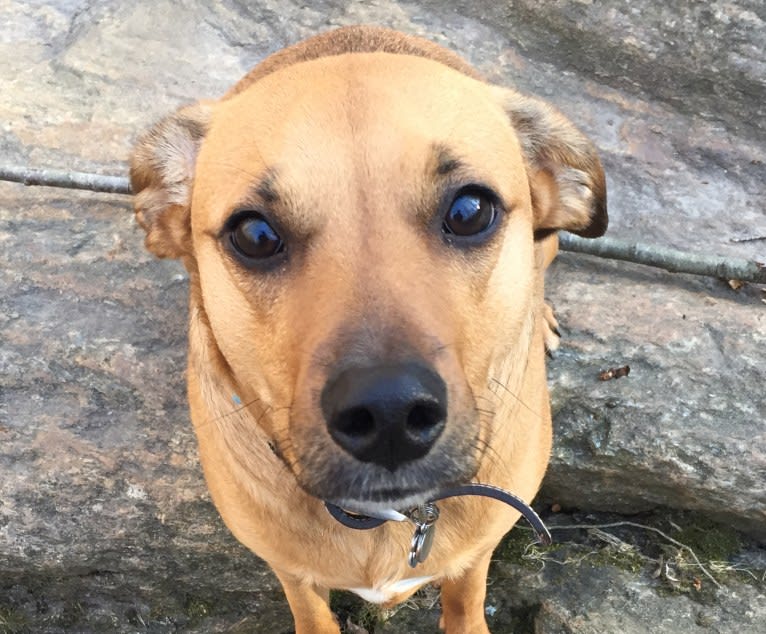 Stella, a Mountain Cur and Labrador Retriever mix tested with EmbarkVet.com