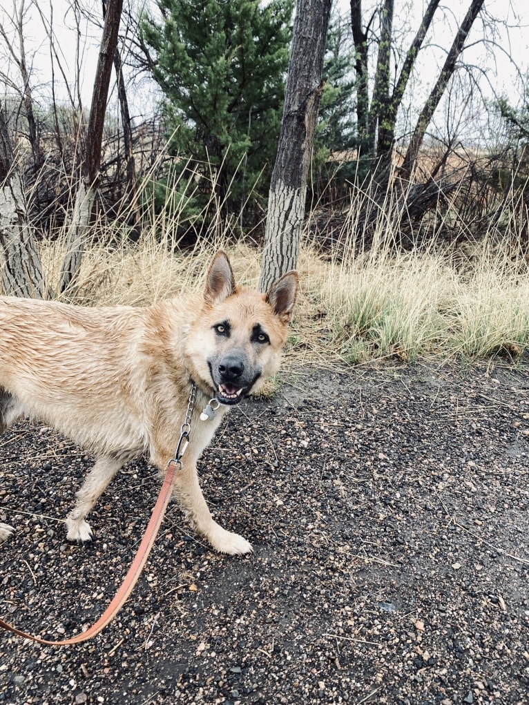 Boban, a German Shepherd Dog and Great Pyrenees mix tested with EmbarkVet.com