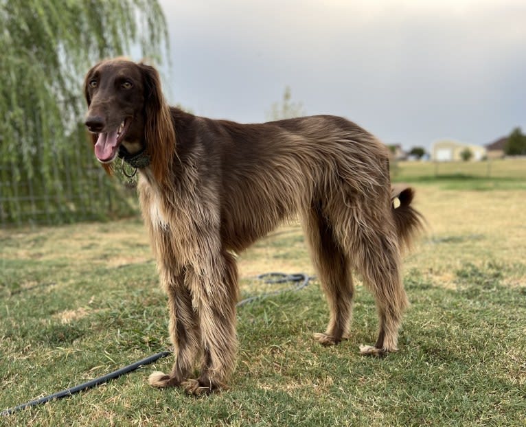 Rigel, a Saluki and Poodle (Standard) mix tested with EmbarkVet.com