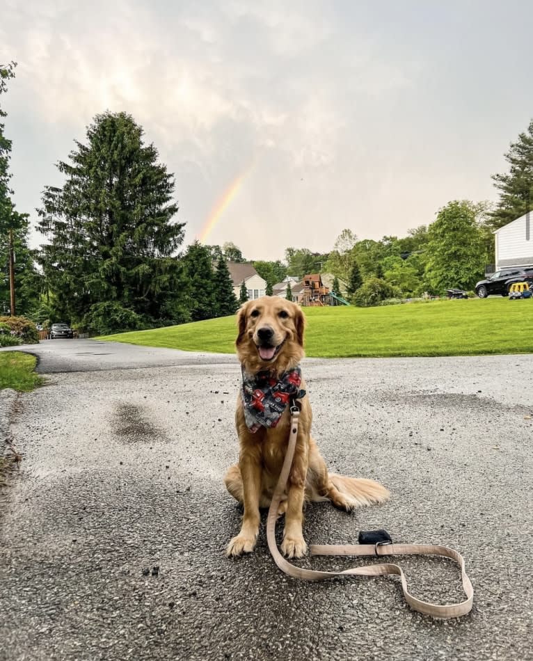 Marley, a Golden Retriever tested with EmbarkVet.com