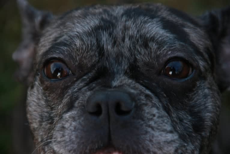 Pandora, a French Bulldog tested with EmbarkVet.com