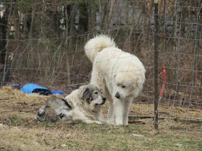 Moose, a Great Pyrenees tested with EmbarkVet.com