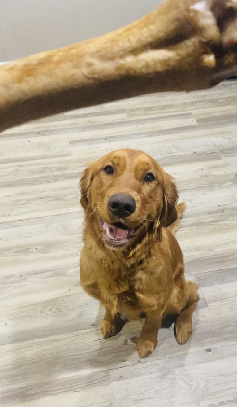 Maddie, a Golden Retriever tested with EmbarkVet.com