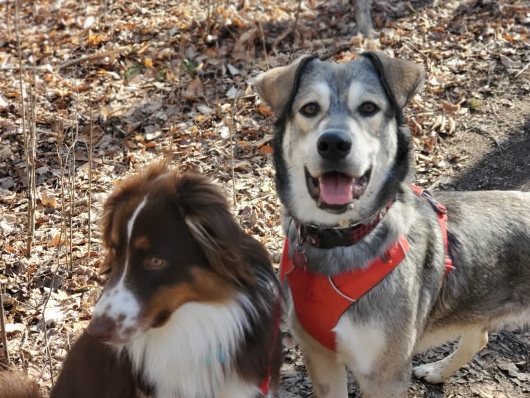 Timber, a Siberian Husky and American Bulldog mix tested with EmbarkVet.com