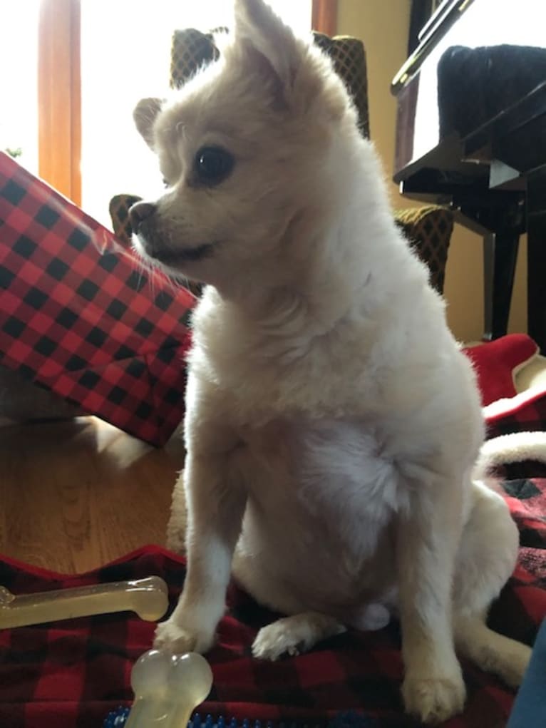 Vivien, a Pomeranian tested with EmbarkVet.com