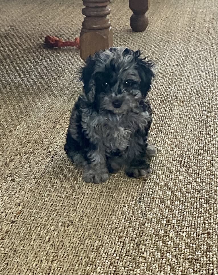 Kiwi, a Cavapoo tested with EmbarkVet.com