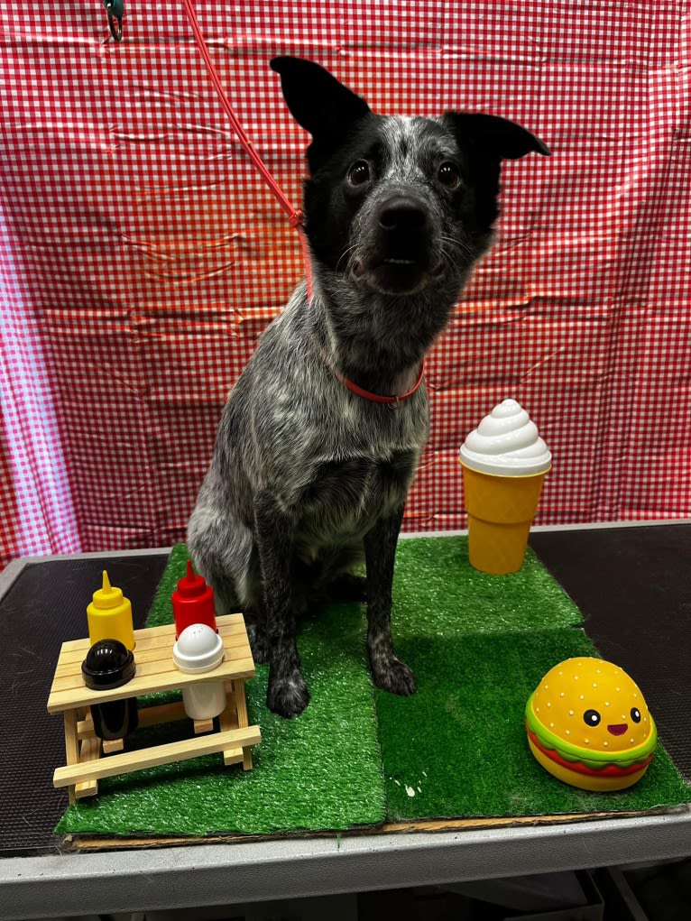 Apollo, a Border Collie and Australian Cattle Dog mix tested with EmbarkVet.com