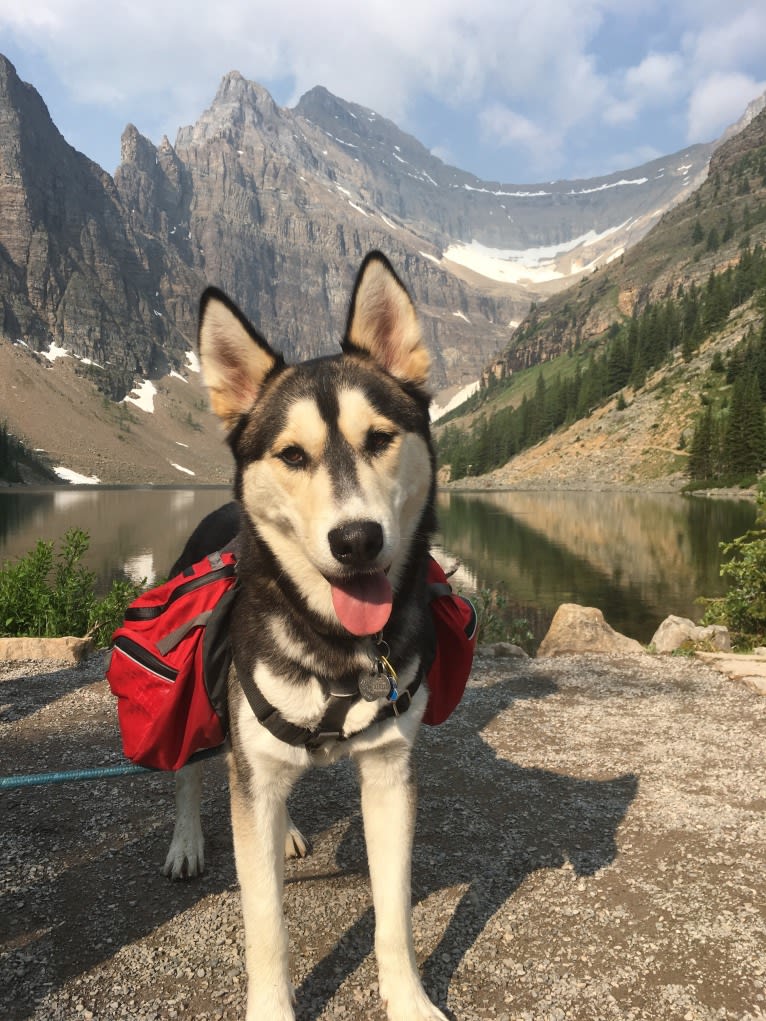 Milo, a Siberian Husky and Alaskan Malamute mix tested with EmbarkVet.com