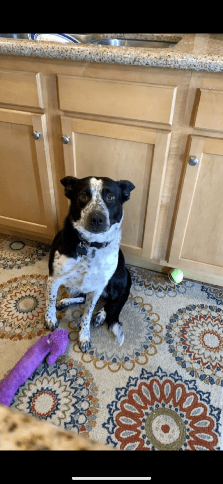 Ripley, an Australian Cattle Dog and Border Collie mix tested with EmbarkVet.com