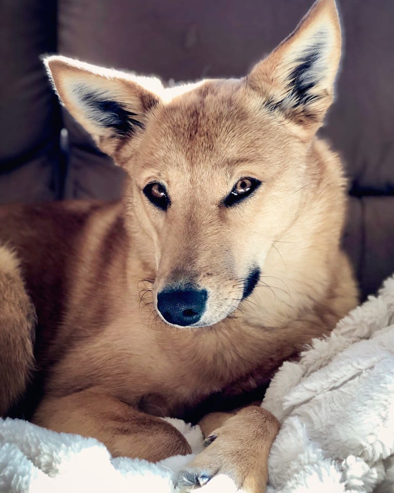 Rhea, a Siberian Husky and Rat Terrier mix tested with EmbarkVet.com
