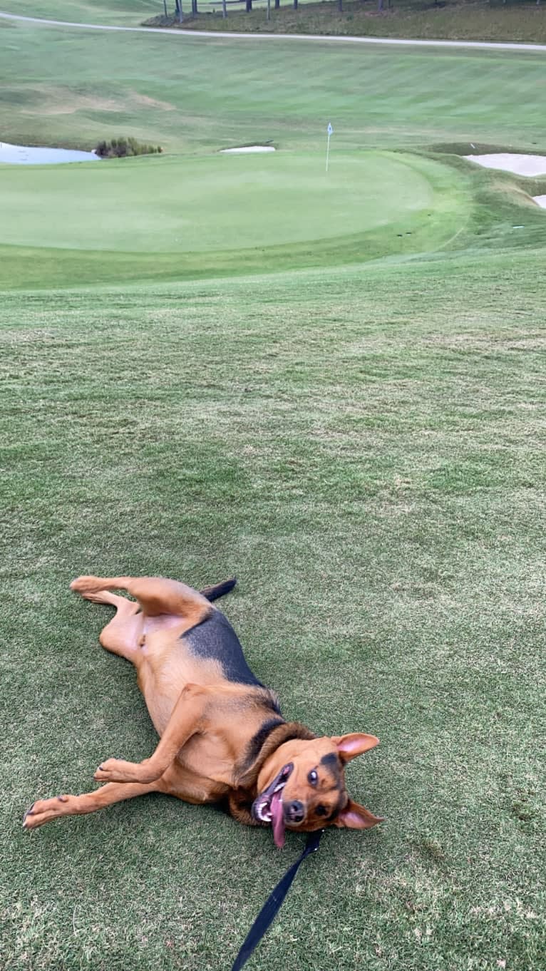 Tommy, an Australian Cattle Dog and German Shepherd Dog mix tested with EmbarkVet.com