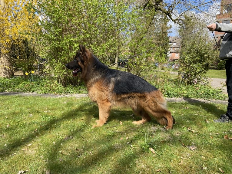 Haus Qira Fenris, a German Shepherd Dog tested with EmbarkVet.com