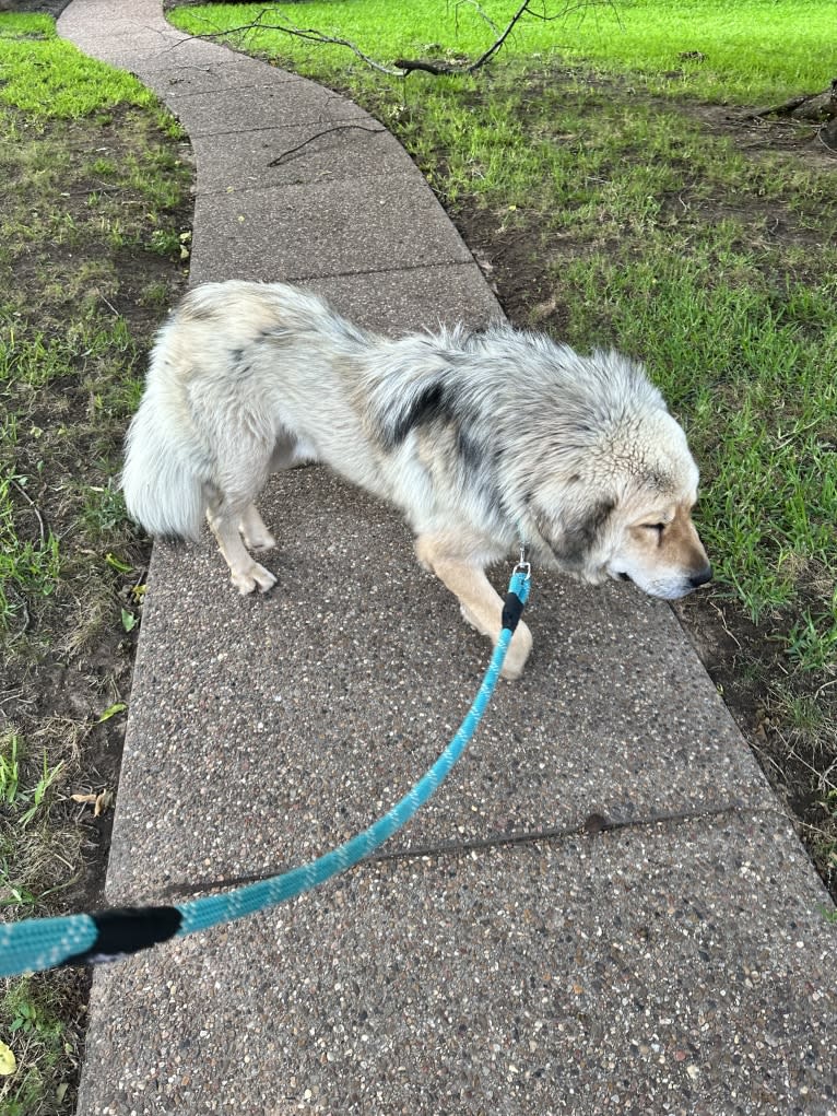 Moose, a Tibetan Mastiff tested with EmbarkVet.com