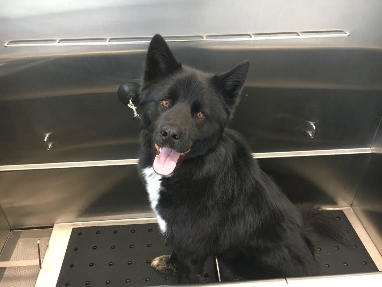 Oliver, a Siberian Husky and Labrador Retriever mix tested with EmbarkVet.com