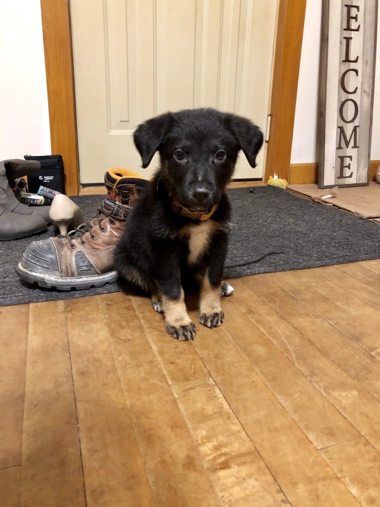 Emmett, a German Shepherd Dog and Australian Cattle Dog mix tested with EmbarkVet.com