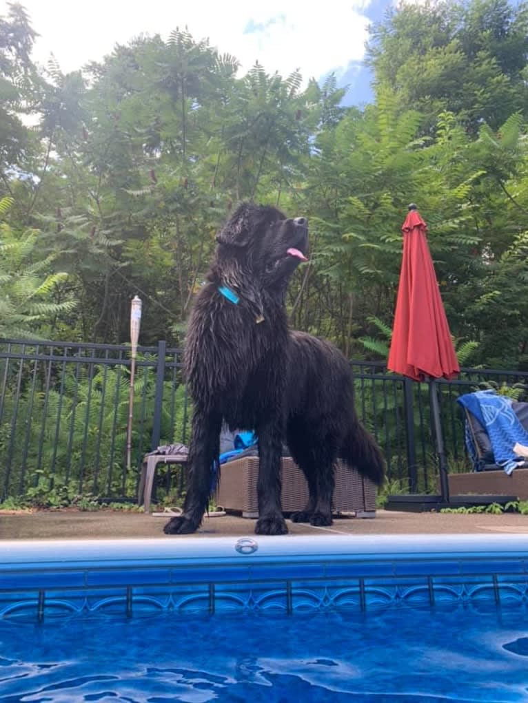 Titan, a Newfoundland tested with EmbarkVet.com