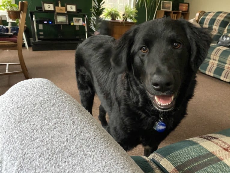 Care Bear Ross, a Labrador Retriever and Australian Cattle Dog mix tested with EmbarkVet.com