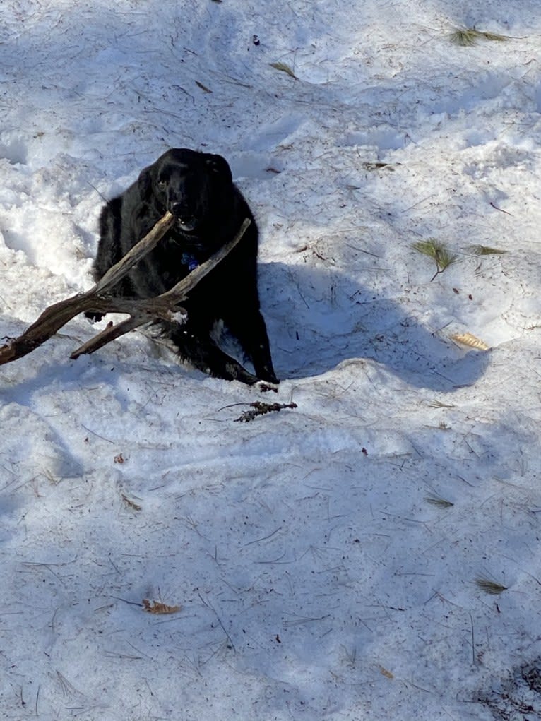 Care Bear Ross, a Labrador Retriever and Australian Cattle Dog mix tested with EmbarkVet.com