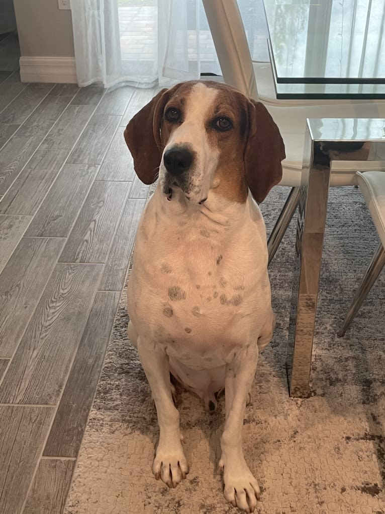 Glenn, a Treeing Walker Coonhound tested with EmbarkVet.com