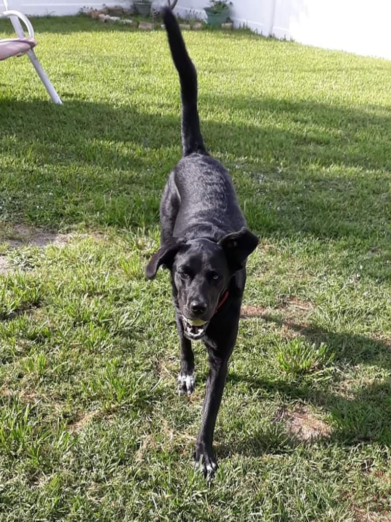 christal, a Golden Retriever and Australian Cattle Dog mix tested with EmbarkVet.com